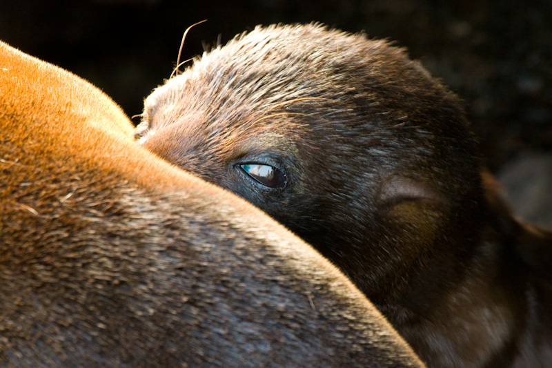 Galápagos Fur Sealion Nursing